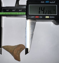Load image into Gallery viewer, Chilean Fossil Great White Shark Tooth 1.42 Inches