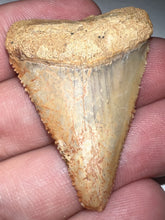 Load image into Gallery viewer, Large Chilean Fossil Great White Shark Tooth 1.682 Inches
