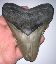 Load image into Gallery viewer, Huge Megalodon Fossil Shark Tooth 4.7 Inches! Not Repaired!