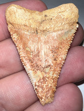 Load image into Gallery viewer, Large Chilean Fossil Great White Shark Tooth 1.682 Inches
