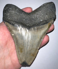 Load image into Gallery viewer, Huge Megalodon Fossil Shark Tooth 4.7 Inches! Not Repaired!