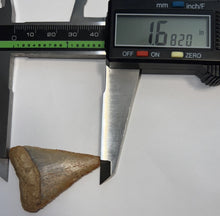 Load image into Gallery viewer, Large Chilean Fossil Great White Shark Tooth 1.682 Inches