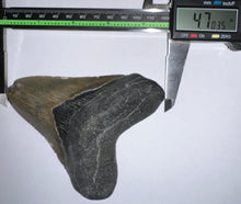 Load image into Gallery viewer, Huge Megalodon Fossil Shark Tooth 4.7 Inches! Not Repaired!