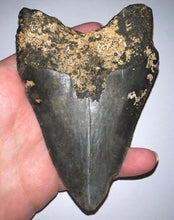 Load image into Gallery viewer, Huge Megalodon Fossil Shark Tooth 4.79 Inches! Not Repaired!