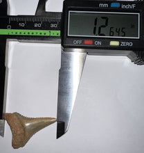Load image into Gallery viewer, Chilean Fossil Great White Shark Tooth 1.26 Inches