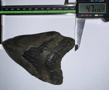Load image into Gallery viewer, Huge Megalodon Fossil Shark Tooth 4.79 Inches! Not Repaired!