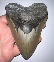 Load image into Gallery viewer, Huge Megalodon Fossil Shark Tooth 4.79 Inches! Not Repaired! INCREDIBLE Serrations!