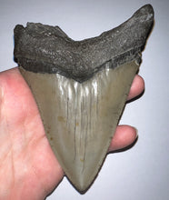 Load image into Gallery viewer, Huge Megalodon Fossil Shark Tooth 4.79 Inches! Not Repaired! INCREDIBLE Serrations!
