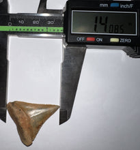 Load image into Gallery viewer, Chilean Fossil Great White Shark Tooth 1.4 Inches