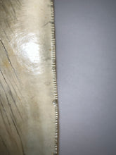 Load image into Gallery viewer, Huge Megalodon Fossil Shark Tooth 4.79 Inches! Not Repaired! INCREDIBLE Serrations!
