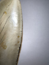 Load image into Gallery viewer, Huge Megalodon Fossil Shark Tooth 4.79 Inches! Not Repaired! INCREDIBLE Serrations!