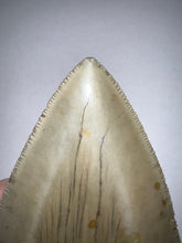 Load image into Gallery viewer, Huge Megalodon Fossil Shark Tooth 4.79 Inches! Not Repaired! INCREDIBLE Serrations!