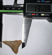Load image into Gallery viewer, Chilean Fossil Great White Shark Tooth 1.345 Inches