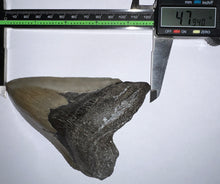 Load image into Gallery viewer, Huge Megalodon Fossil Shark Tooth 4.79 Inches! Not Repaired! INCREDIBLE Serrations!