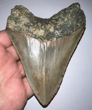 Load image into Gallery viewer, Huge Megalodon Fossil Shark Tooth 4.72 Inches! Not Repaired! INCREDIBLE Serrations!