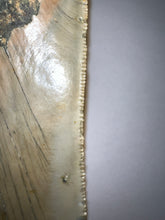 Load image into Gallery viewer, Huge Megalodon Fossil Shark Tooth 4.72 Inches! Not Repaired! INCREDIBLE Serrations!