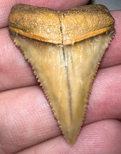 Load image into Gallery viewer, Large Chilean Fossil Great White Shark Tooth 1.53 Inches