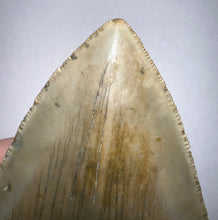 Load image into Gallery viewer, Huge Megalodon Fossil Shark Tooth 4.72 Inches! Not Repaired! INCREDIBLE Serrations!