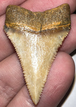 Load image into Gallery viewer, Large Chilean Fossil Great White Shark Tooth 1.53 Inches