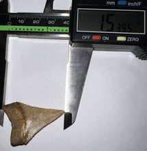 Load image into Gallery viewer, Large Chilean Fossil Great White Shark Tooth 1.53 Inches