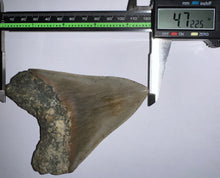 Load image into Gallery viewer, Huge Megalodon Fossil Shark Tooth 4.72 Inches! Not Repaired! INCREDIBLE Serrations!