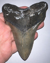 Load image into Gallery viewer, Huge Megalodon Fossil Shark Tooth 4.85 Inches! Not Repaired! INCREDIBLE Serrations!