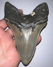 Load image into Gallery viewer, Huge Megalodon Fossil Shark Tooth 4.85 Inches! Not Repaired! INCREDIBLE Serrations!