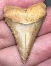 Load image into Gallery viewer, Chilean Fossil Great White Shark Tooth 1.4 Inches