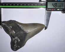 Load image into Gallery viewer, Huge Megalodon Fossil Shark Tooth 4.85 Inches! Not Repaired! INCREDIBLE Serrations!