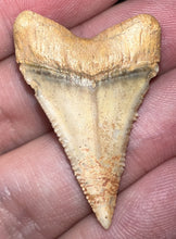Load image into Gallery viewer, Chilean Fossil Great White Shark Tooth 1.4 Inches