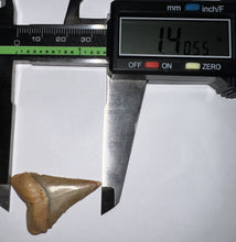 Load image into Gallery viewer, Chilean Fossil Great White Shark Tooth 1.4 Inches