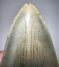 Load image into Gallery viewer, Huge Megalodon Fossil Shark Tooth 4.85 Inches! Not Repaired! INCREDIBLE Serrations!