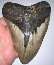 Load image into Gallery viewer, Huge Megalodon Fossil Shark Tooth 5.49 Inches! Not Repaired!