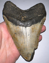 Load image into Gallery viewer, Huge Megalodon Fossil Shark Tooth 5.49 Inches! Not Repaired!