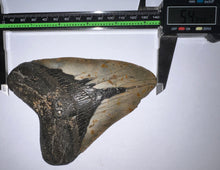 Load image into Gallery viewer, Huge Megalodon Fossil Shark Tooth 5.49 Inches! Not Repaired!