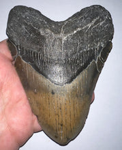 Load image into Gallery viewer, Huge Megalodon Fossil Shark Tooth 5.41 Inches! Not Repaired! Fantastic Serrations!