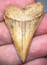 Load image into Gallery viewer, Chilean Fossil Great White Shark Tooth 1.49 Inches