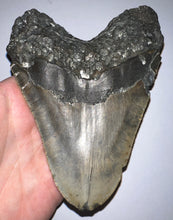 Load image into Gallery viewer, Huge Megalodon Fossil Shark Tooth 5.41 Inches! Not Repaired! Fantastic Serrations!