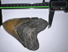 Load image into Gallery viewer, Huge Megalodon Fossil Shark Tooth 5.41 Inches! Not Repaired! Fantastic Serrations!