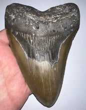 Load image into Gallery viewer, Huge Megalodon Fossil Shark Tooth 5.49 Inches! Not Repaired! Great Serrations!