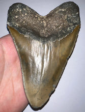 Load image into Gallery viewer, Huge Megalodon Fossil Shark Tooth 5.49 Inches! Not Repaired! Great Serrations!