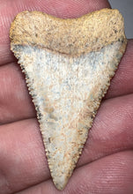 Load image into Gallery viewer, Large Chilean Fossil Great White Shark Tooth 1.6 Inches