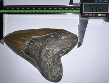 Load image into Gallery viewer, Huge Megalodon Fossil Shark Tooth 5.49 Inches! Not Repaired! Great Serrations!