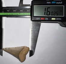Load image into Gallery viewer, Large Chilean Fossil Great White Shark Tooth 1.6 Inches