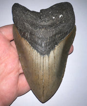 Load image into Gallery viewer, Huge Megalodon Fossil Shark Tooth 5.06 Inches! Not Repaired! INCREDIBLE Serrations!