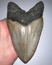 Load image into Gallery viewer, Huge Megalodon Fossil Shark Tooth 5.06 Inches! Not Repaired! INCREDIBLE Serrations!