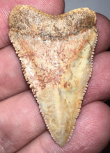 Load image into Gallery viewer, Large Chilean Fossil Great White Shark Tooth 1.695 Inches