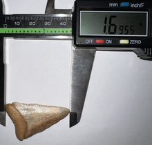 Load image into Gallery viewer, Large Chilean Fossil Great White Shark Tooth 1.695 Inches