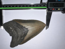 Load image into Gallery viewer, Huge Megalodon Fossil Shark Tooth 5.06 Inches! Not Repaired! INCREDIBLE Serrations!