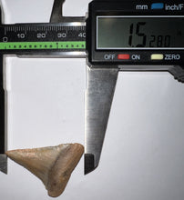 Load image into Gallery viewer, Large Chilean Fossil Great White Shark Tooth 1.528 Inches